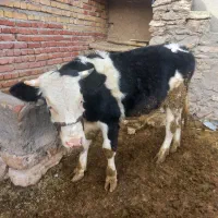 گوساله|حیوانات مزرعه|گل تپه, |دیوار