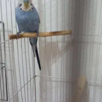 جفت مرغ عشق بالغ و آماده