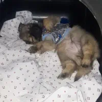 سگ جیبی پودل وپامر|سگ|تهران, خانی آباد نو جنوبی|دیوار