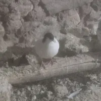 چند عدد خوشرنگ|پرنده|خرمدشت, |دیوار