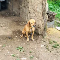 معاوظه طوله دنبلانی