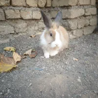 خرگوش لوپی
