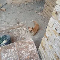 سگ.|سگ|تربت‌حیدریه, شهرک ولیعصر|دیوار