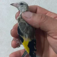 سهره جوجه نر