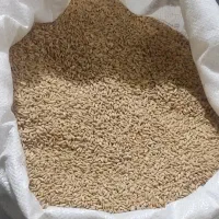 گندم آفتاب (مخصوص تخم)