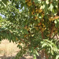 انواع نهال خشکبار و میوه دیرگل و زودبازده