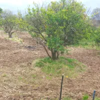 زمین باغی به متراژ۴۶۶ متربا کوچه ی ۶متری