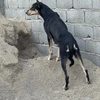 سگ دوبرمن مفت