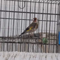 سهره‌بخون‌وجوجه