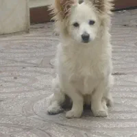 وگذاری|سگ|الیگودرز, |دیوار