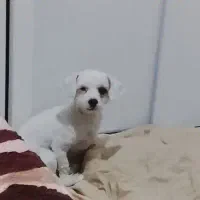 فروش سگ یکساله ماده بسیار آرام و حرف گوش کن