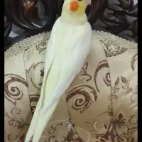 عروس هلندی ماده