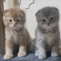 بچه گربه برایش اسکاتیش دو ماهه|گربه|اصفهان, شهرستان|دیوار