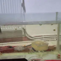 دو آکواریوم نو نو|ماهی|ایوان, |دیوار