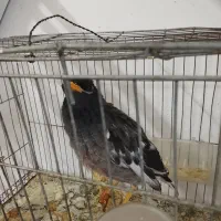 مینا‌سخنگو