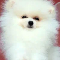 پامر خرسی نر دوسر تیکاپ جهت کشش  وجفت گیری