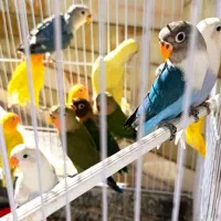 طوطی کوتوله برزیلی جوجه نرمه خور و سرلاکی و مولد|پرنده|نجف‌آباد, شریعتی|دیوار