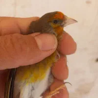 سهره قناری ماده