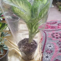 گل و گیاه|گل و گیاه طبیعی|مراغه, |دیوار