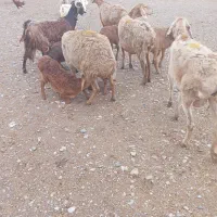 جفت67000000|حیوانات مزرعه|تربت جام, معدآباد|دیوار