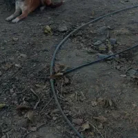 توله سگ|سگ|رزن, |دیوار