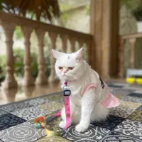 گربه پرشین یکساله|گربه|چمستان, |دیوار