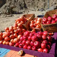 انار کوهستان شیرین وتازه|خوردنی و آشامیدنی|کوهسرخ, |دیوار