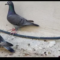 پرنده کبوتر