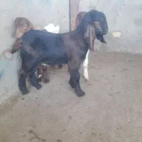 بره و بزغاله شیری|حیوانات مزرعه|تربت‌حیدریه, باغ سلطانی|دیوار