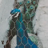 طاووس