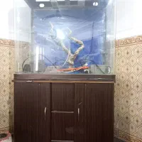 آکواریوم ماهیران|ماهی|امیدیه, |دیوار