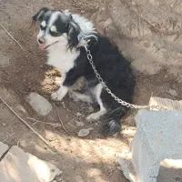 سگ  پاکوتاه