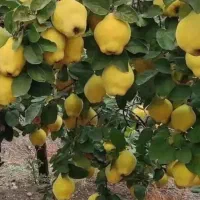 نهالستان صنوبر و گردو و بادامدر نهالستان زرینه|خدمات باغبانی و درختکاری|تاکستان, |دیوار