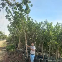 نهال صنوبر و میوه ۲ ساله تا ۶ ساله|خدمات باغبانی و درختکاری|میاندوآب, |دیوار