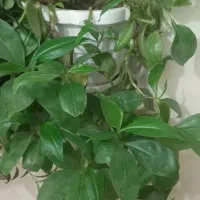 گل فروشی|گل و گیاه طبیعی|دورود, |دیوار