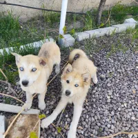 توله سگ هاسکی