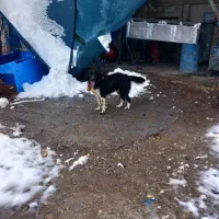 واگذاری   سگ قدرجونی