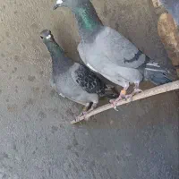 کفتر|پرنده|بیرجند, |دیوار