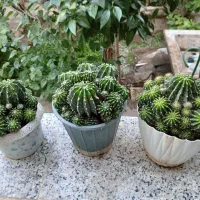 کاکتوس|گل و گیاه طبیعی|حبیب آباد, |دیوار
