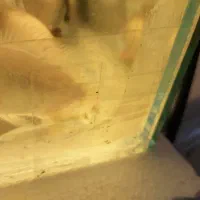 ماهی پولی البینو و فلاور هورن دوبندی فوری فوری|ماهی|اسلام‌شهر, مسکن مهر اسلاشهر (شهرک امام خمینی)|دیوار