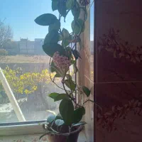 گل خانگی|گل و گیاه طبیعی|مشگین شهر, |دیوار