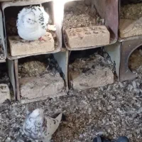 کبوتر|پرنده|بابا حیدر, |دیوار