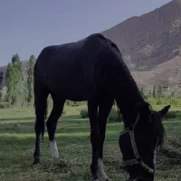 اسب مادیون یورقه|اسب و تجهیزات اسبسواری|قوچان, |دیوار