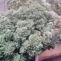 اجاره-زیرزمین