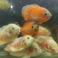 انواع ماهی گوشتخوار /آکواریوم بهروز