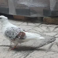 کبوتر خوشونه مخملی|پرنده|الشتر, |دیوار