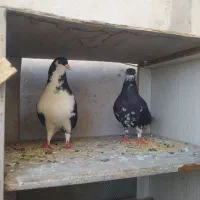 کبوتر ساده و سبز پولکی
