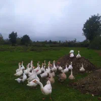 فروش تعدادی غاز محلی و قو غاز