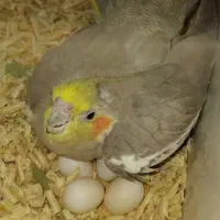 پرنده