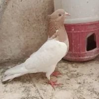 کبوتر کله زرد